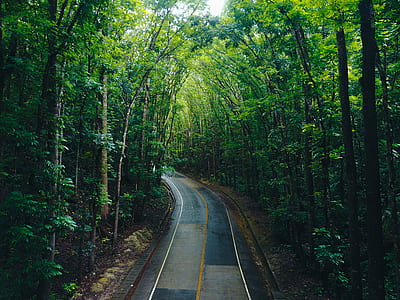 gray asphalt way surrounded by green leaf trees at daytime thumbnail