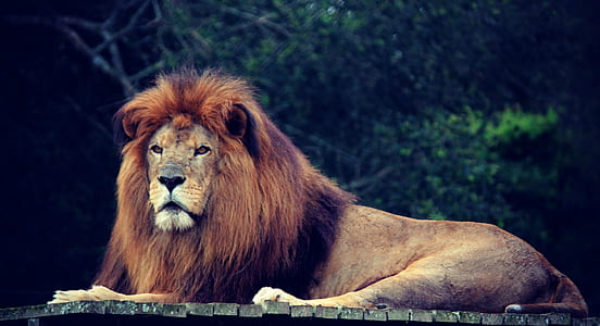 photography of brown lion lying on roof thumbnail