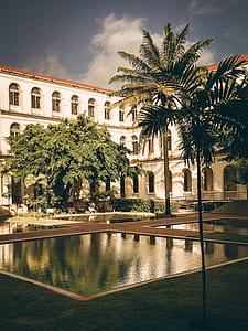 Palm Trees in Courtyard thumbnail