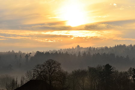 green trees during sunset thumbnail