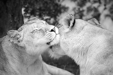 lioness photo thumbnail