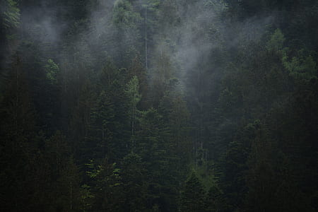 eerie forest thumbnail