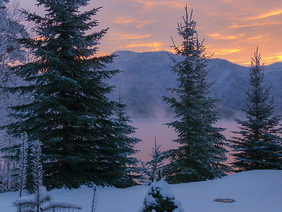 pine trees covered by snow thumbnail