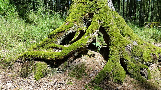 green moss on tree trunk thumbnail