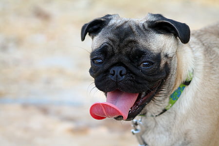 selective focus photography of fawn pug thumbnail