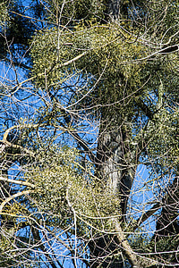 Poplar, Tree Mistletoe thumbnail