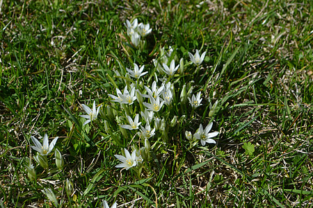 Flowers Of The Field, White Flowers thumbnail