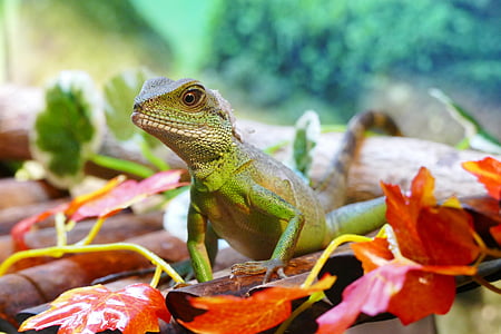 selective focus photography of green iguana between dried leaves thumbnail