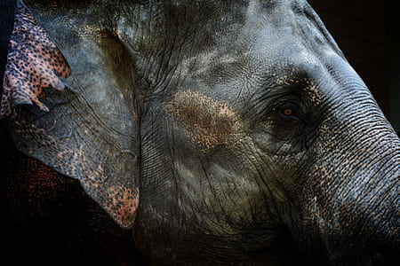 selective focus photo of gray elephant face thumbnail