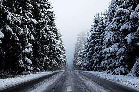 straight road between pine trees thumbnail