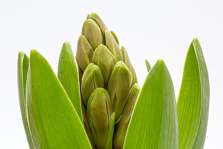 close-up photo of green leafed plant thumbnail