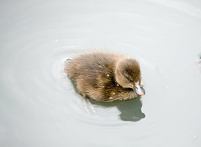 brown duck on body of water thumbnail