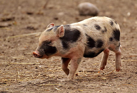 white and black piglet running thumbnail