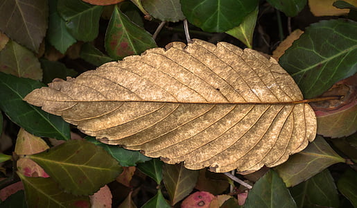 brown leaf thumbnail