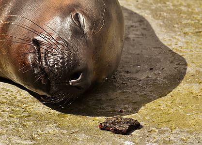 sea lion on ground thumbnail