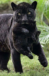 photo of black panther thumbnail