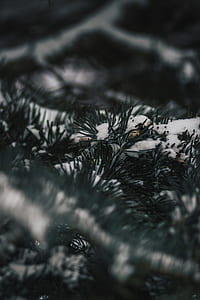 green grass with snow thumbnail