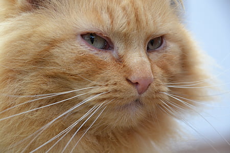 macro photography of orange tabby cat thumbnail
