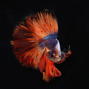blue and red Beta fish thumbnail