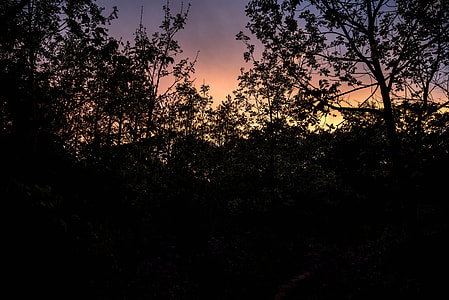 Dusk Beyond the Trees thumbnail