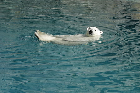 polar bear on body of water thumbnail