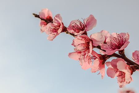 pink petaled flower during day time thumbnail