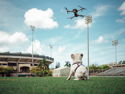 dog on grass field under blue sky thumbnail