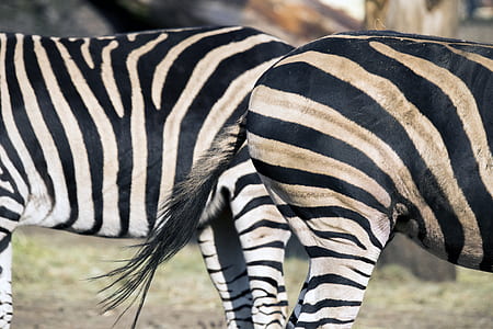 two zebra standing close with each other thumbnail