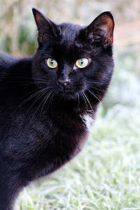 selective focus photography short-fur black cat thumbnail