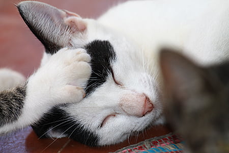 white and black cat lying on floor thumbnail