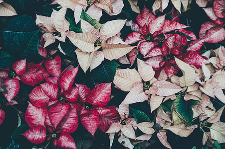 white and red Poinsettia flowers in bloom thumbnail