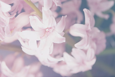 closeup photography of pink petaled flowers thumbnail