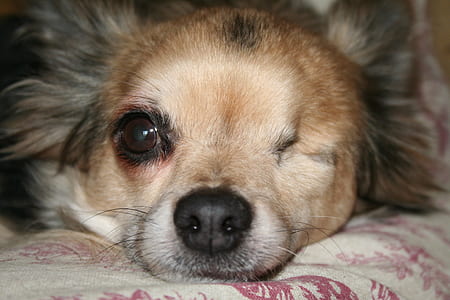 adult long-coated black and tan Chihuahua thumbnail