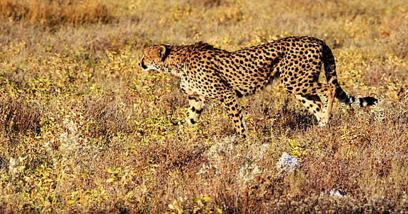 brown and black cheetah walking on grass field thumbnail