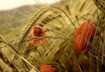 closeup photo of wheat thumbnail