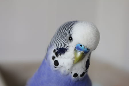 blue and white parakeet thumbnail
