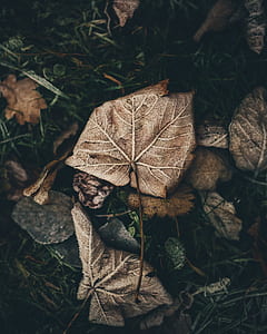dried leaves on grass thumbnail