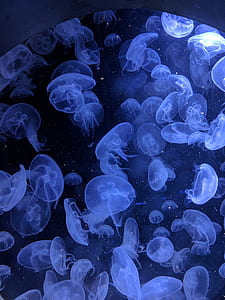 group of jelly fish thumbnail