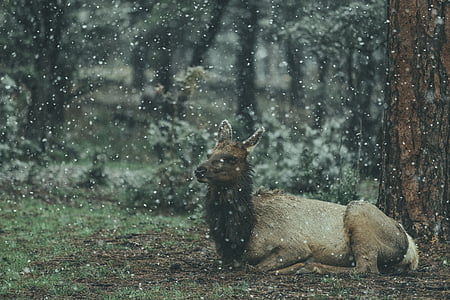 brown deer sitting beside tree thumbnail