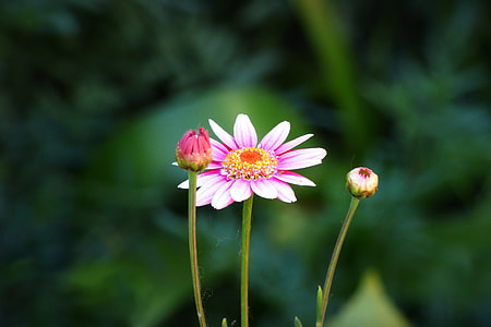 focus photography of Zinnia flowers thumbnail