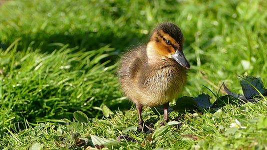 duckling standing on green grass thumbnail