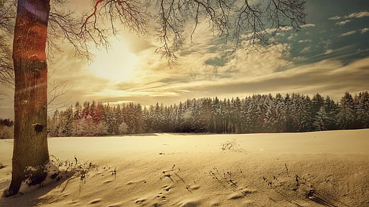 panoramic photography of pine trees coated by snow ice under sun thumbnail
