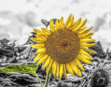 selective photo of yellow sunflower thumbnail