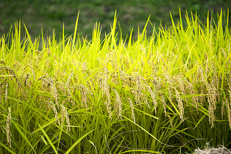 wheat field thumbnail