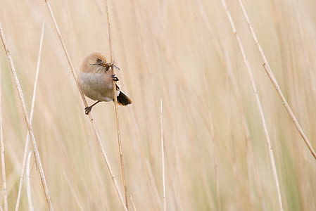 panning photo of brown bird thumbnail