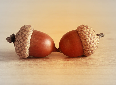 brown acorns thumbnail