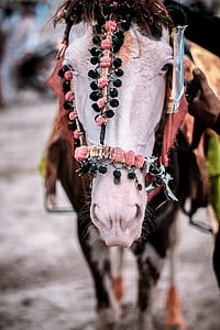 Closeup Photo of Horse Wearing Accessories thumbnail