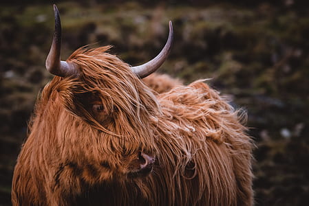brown highland cattle thumbnail
