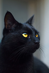 closeup photography of black cat thumbnail