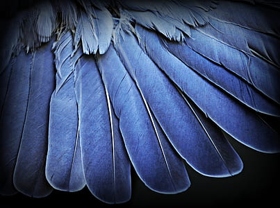 blue feathers in closeup photography thumbnail